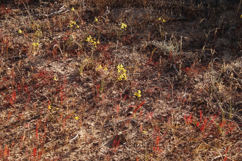 Oxalis massoniana, photograph 5
