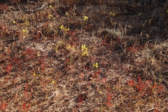 Oxalis massoniana, photograph (c) Tony Rebelo, some rights reserved (CC BY-SA)