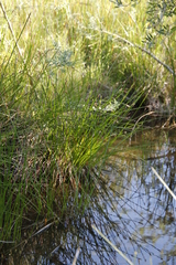 Eleocharis limosa
