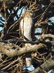 Accipiter cooperii