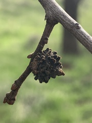 Burnettweldia corallina