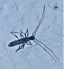 Ossibia