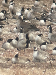 Branta canadensis