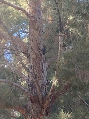 Sphyrapicus nuchalis