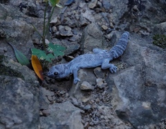 Pachydactylus formosus