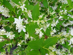 Deutzia gracilis
