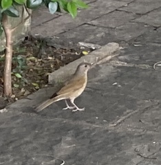Turdus leucomelas