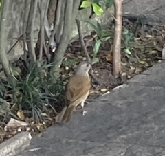 Turdus leucomelas