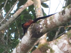 Saguinus fuscicollis