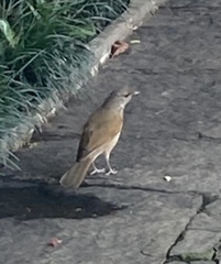 Turdus leucomelas
