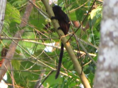 Saguinus fuscicollis