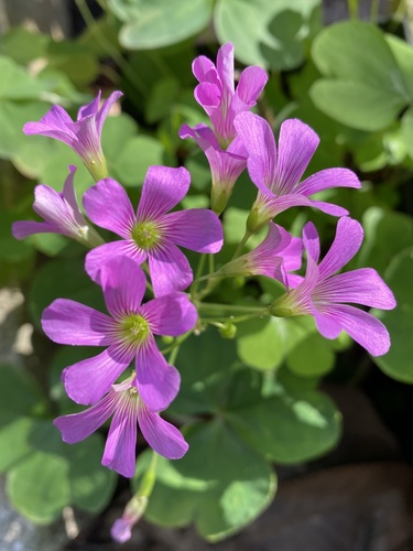 Oxalis debilis