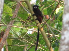 Saguinus fuscicollis