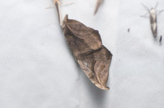 Oxydia scriptipennaria