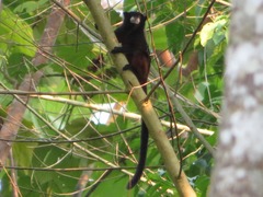 Saguinus fuscicollis