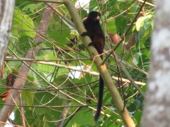 Saguinus fuscicollis