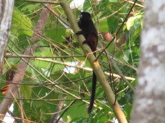 Saguinus fuscicollis