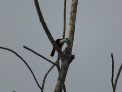 Ramphastos tucanus cuvieri