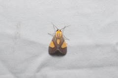 Rhipha flavoplaga