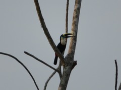 Ramphastos tucanus cuvieri