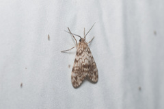 Eucereon chloraenoma