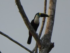 Ramphastos tucanus cuvieri