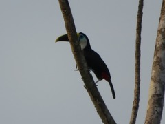 Ramphastos tucanus cuvieri