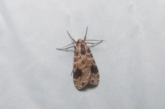 Elysius melanoplaga