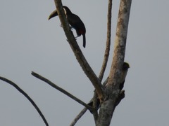 Ramphastos tucanus cuvieri