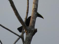Ramphastos tucanus cuvieri
