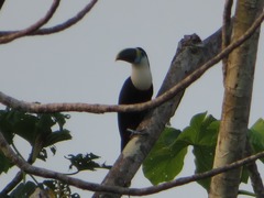 Ramphastos tucanus cuvieri