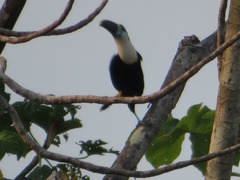 Ramphastos tucanus cuvieri