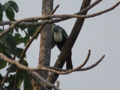 Ramphastos tucanus cuvieri