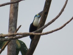 Ramphastos tucanus cuvieri