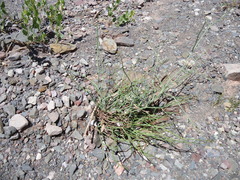 Gymnophyton polycephalum