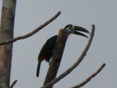 Ramphastos tucanus cuvieri