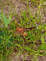 Polistes arizonensis