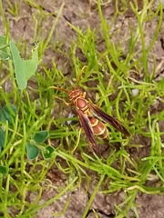 Polistes arizonensis