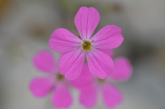 Silene cryptoneura