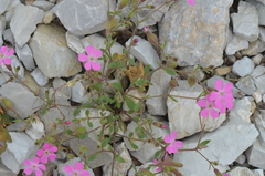 Silene cryptoneura