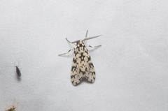Eucereon tigrata