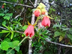 Nasa amaluzensis