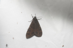 Dysschema practidoides