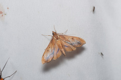 Anarmodia repandalis