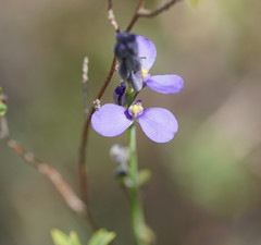 Comesperma calymega