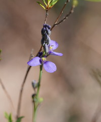 Comesperma calymega