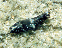Spinoaglaja orientalis