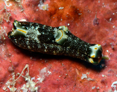 Spinoaglaja orientalis