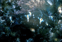 Spinoaglaja orientalis