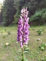 Aconitum leucostomum